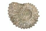 Bumpy Ammonite (Douvilleiceras) Fossil - Madagascar #205043-1